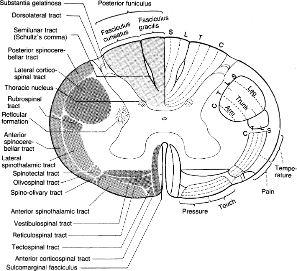 Spinal Cord Disorders | The Massachusetts General Hospital Handbook of